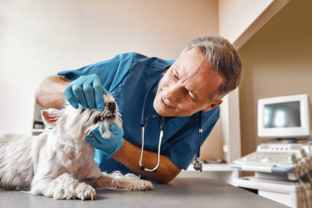 Best 24-Hour Emergency Dental Care in Calhoun City, MS